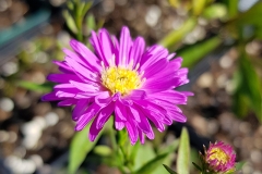 Aster novi-belgii Karminkuppel - Glattblatt-Aster (BIO)