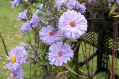 Aster novi-belgii Marie Ballard - Glattblatt-Aster (BIO)