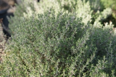 Thymus vulgaris ssp. fragrantissimus - Orangen-Thymian (BIO)