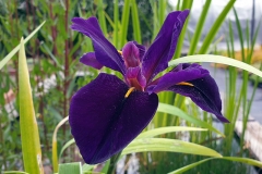 Iris lousiana Black Gamecock - Louisiana-Schwertlilie (BIO)